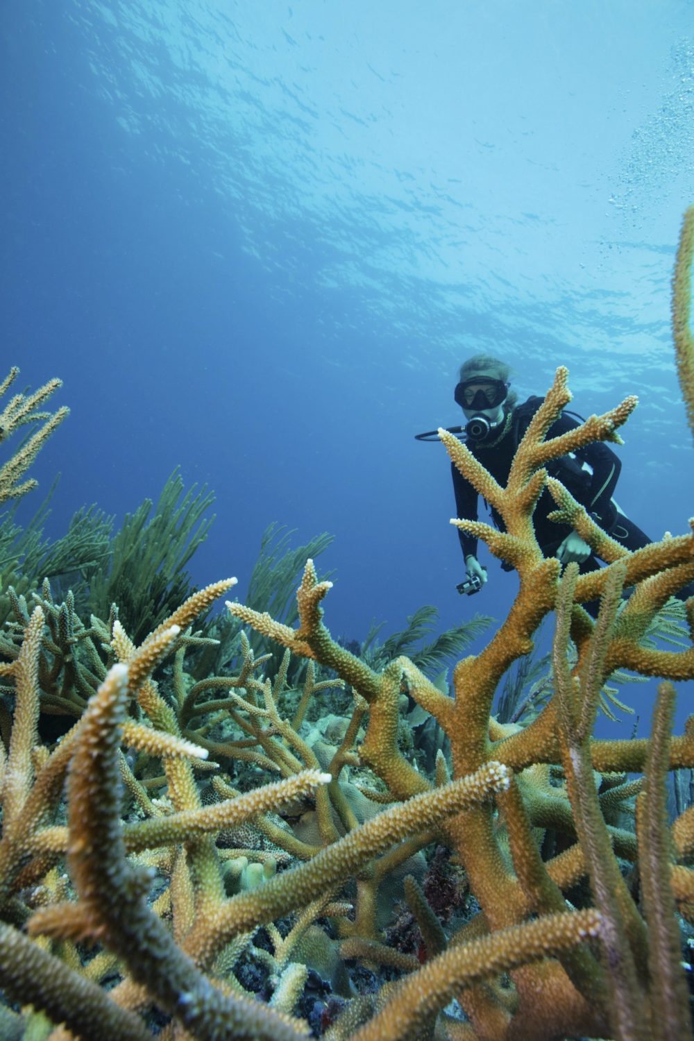 reef-scene-with-scuba-diver-and-staghorn-coral-e1634535828132.jpg reef-scene-with-scuba-diver-and-staghorn-coral-e1634535828132.jpg
